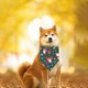 thumbnail image 5 of Pañuelos para perros de Halloween, baberos transpirables para gatos, suministro de toallas triangulares (Papá Noel verde) Ehuebsd Para estrenar, 5 of 7