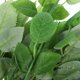 thumbnail image 3 of WHAMVOX 20Ud De Rosa Artificial Verde Con Hojas Para Floral Y Ramos, 3 of 8