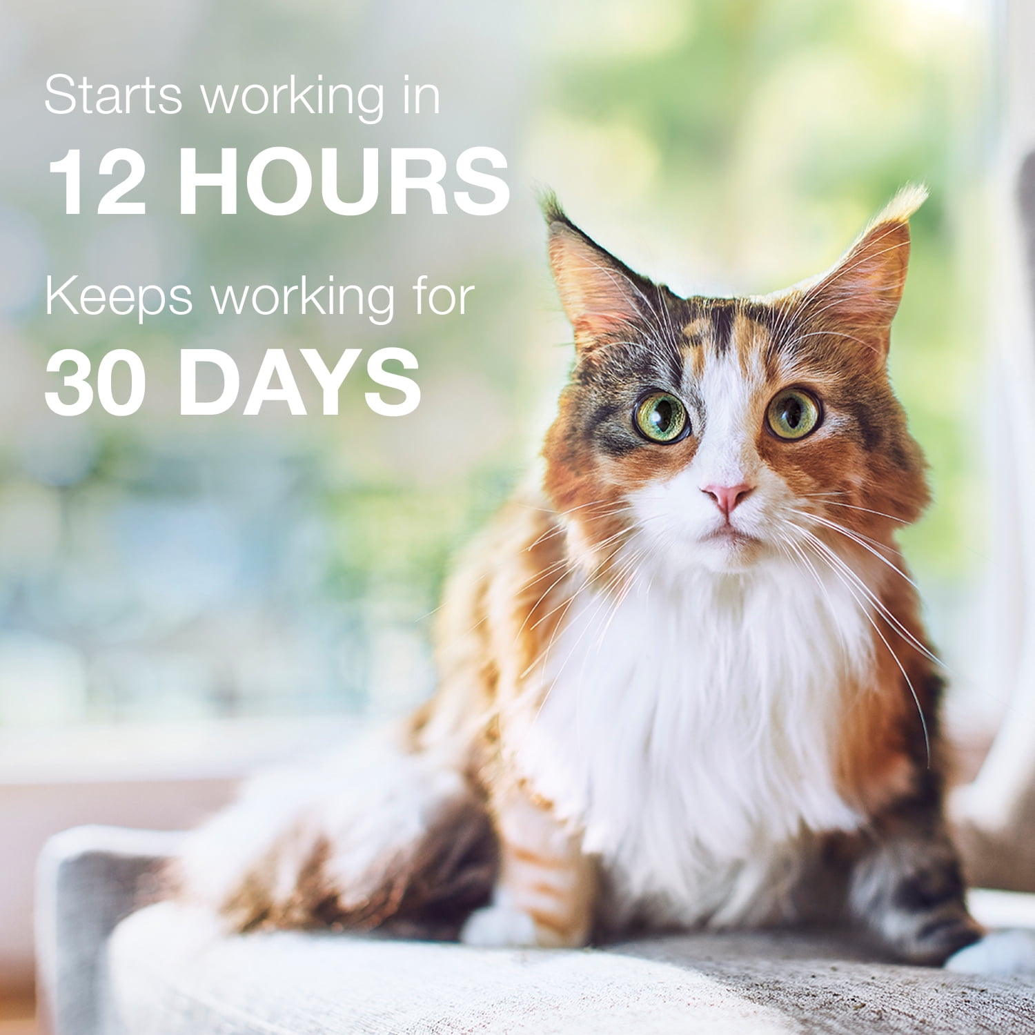 advantage for cats walmart