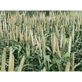 thumbnail image 3 of USA Grown Organic Millet, Whole Grain Seeds non GMO Hulled Bulk Raw-5LB, 3 of 6