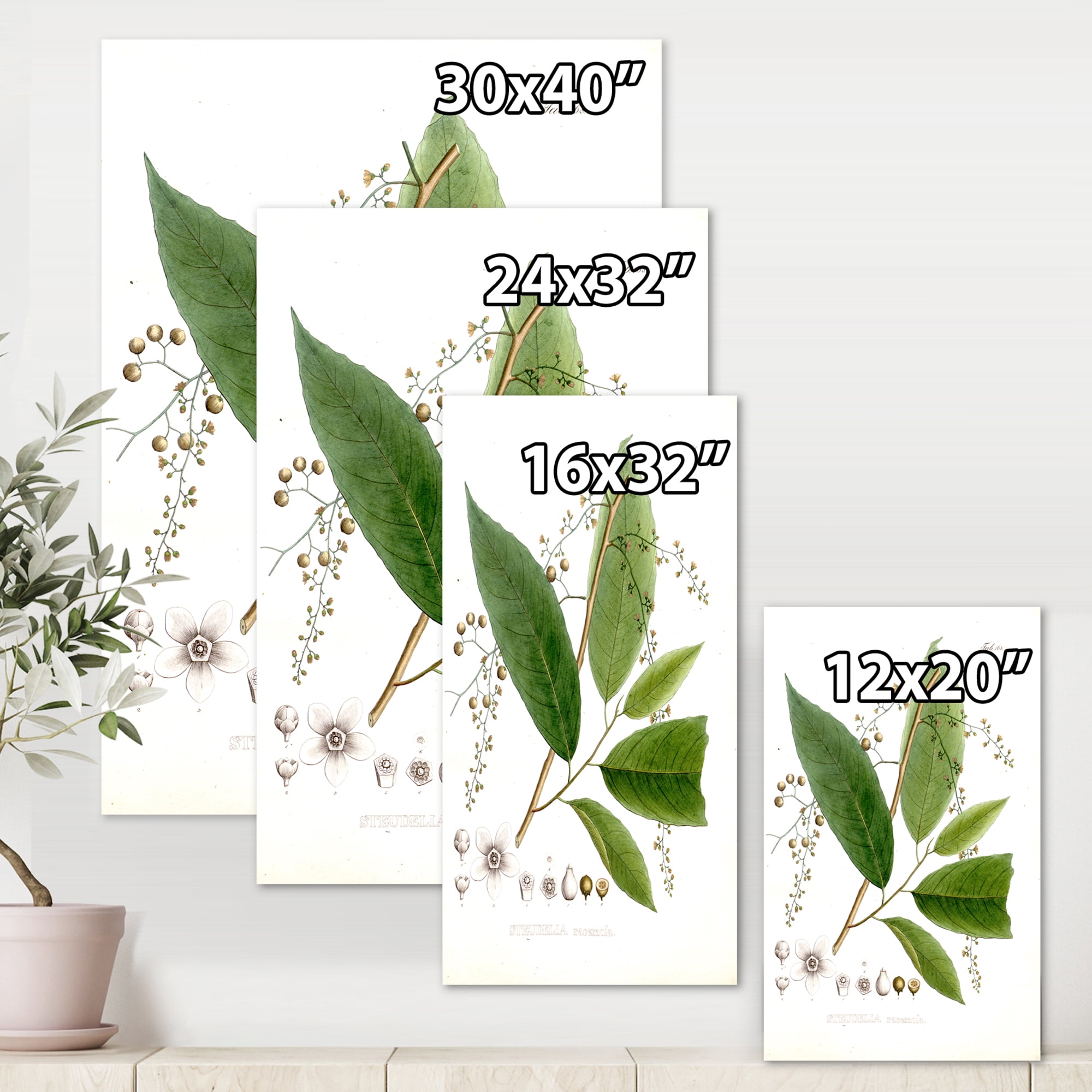 Designart ' Ancient Brazilian Plant I ' Traditional Canvas Wall Art Print