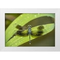 thumbnail image 1 of Murdock, Ramona 18x13 White Modern Wood Framed Museum Art Print Titled - Amazon Dragonfly, 1 of 4