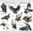 thumbnail image 3 of CafePress - Vultures Of The World Light T Shirt - Men's Classic Graphic T-Shirt, 3 of 4