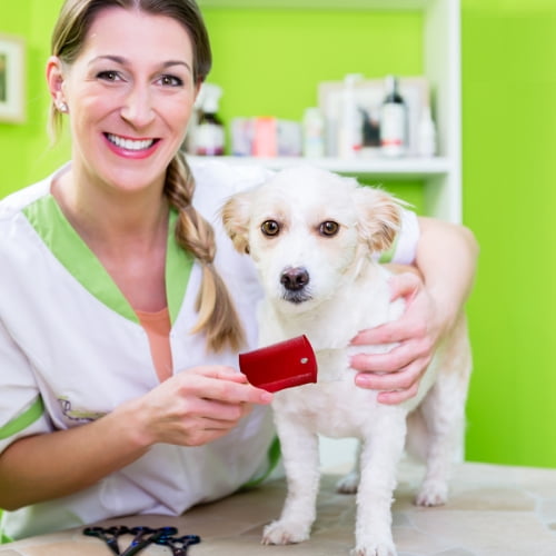 Disposable Flea Pet Comb 12-Pack