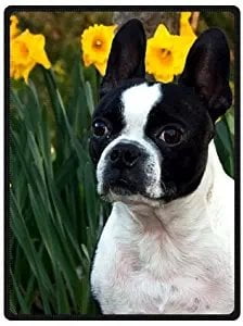 boston terrier throw blanket