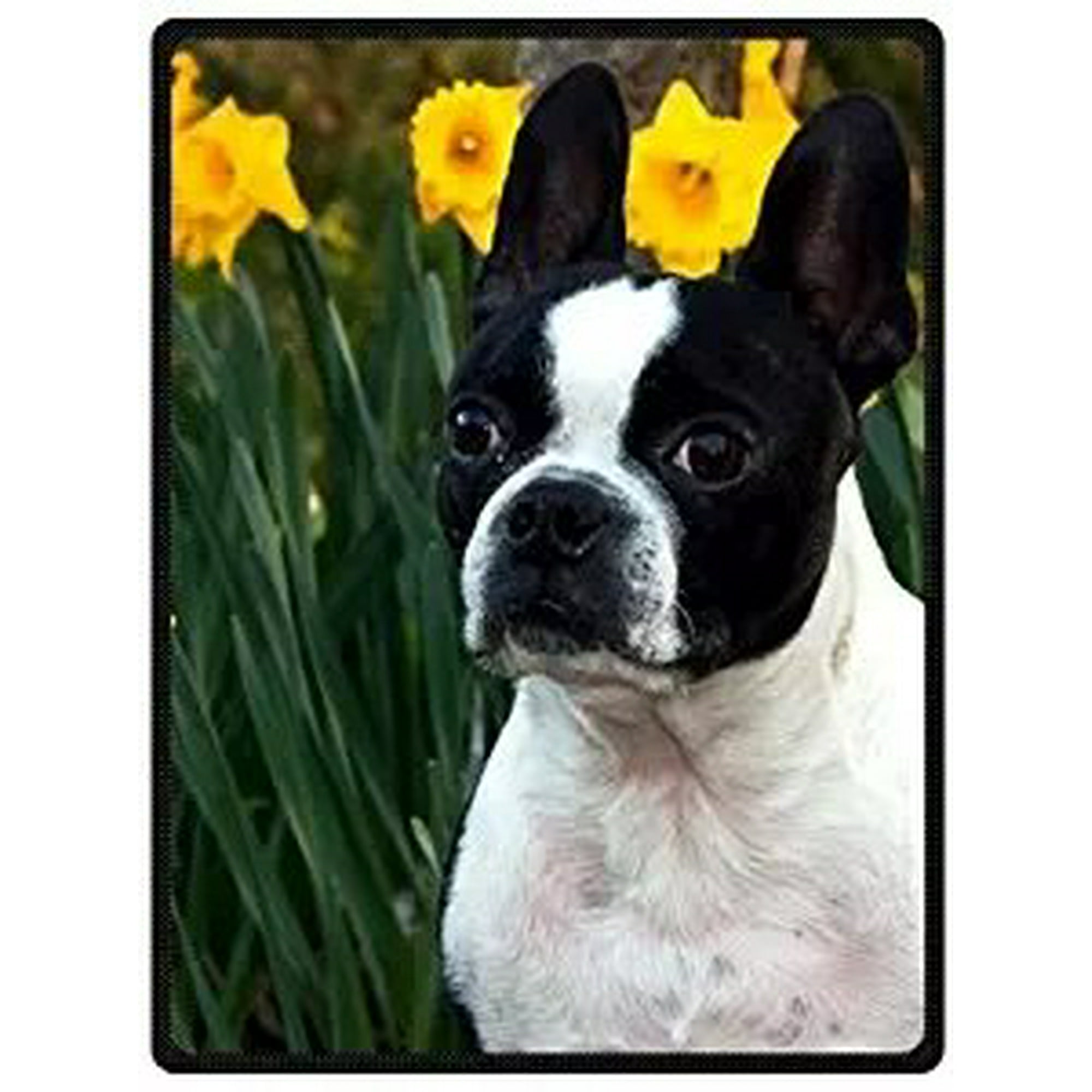 RYLABLUE design Purebred Cute Boston Terrier Fleece Throw Blanket 58x80 inches
