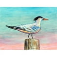 thumbnail image 1 of Betsy Drake DM951 Royal Tern 18 x 26, 1 of 2