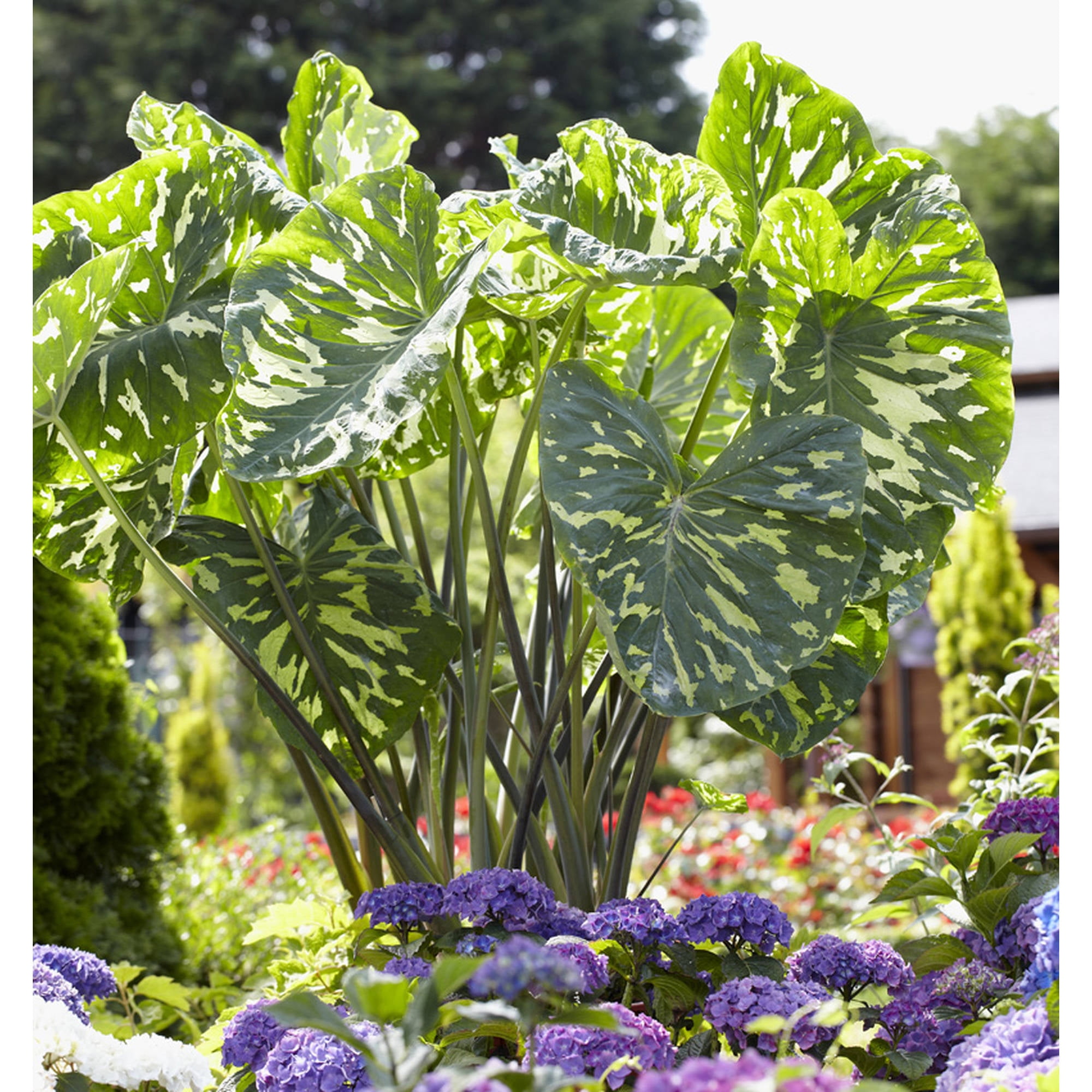 P. Allen Smith Selection, Elephant Ears, Hilo Beauty, Set of 1 Bulb