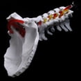thumbnail image 2 of Vértebra cervical, arteria espinal, nervios espinales. Modelo anatómico. Anatomía para la enseñanza de ciencias en el aula., 2 of 5