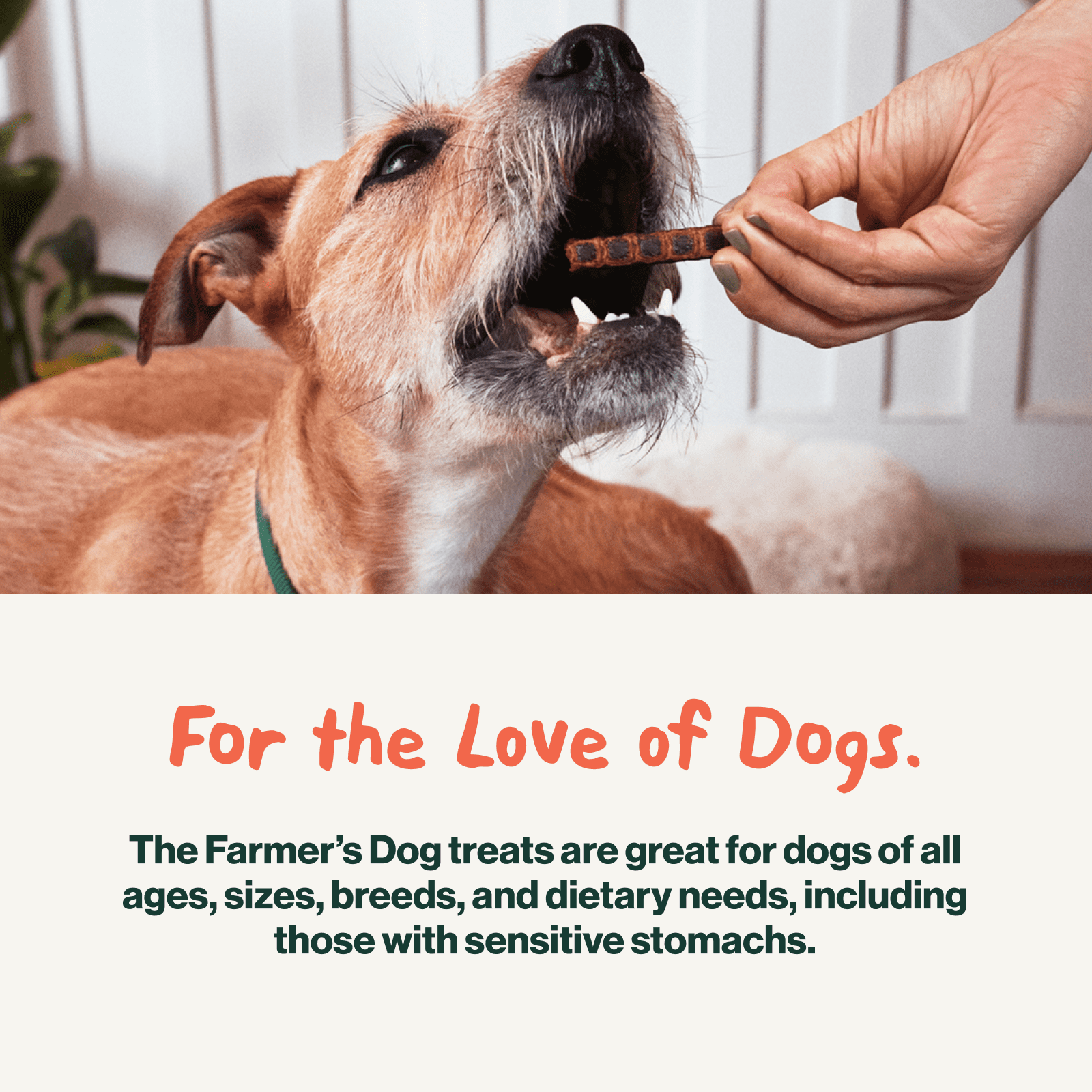 The Farmer's Dog Snap Sticks, All Natural Human Grade Dog Treats, Chicken & Apple 3oz