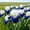 D, variant on Premium Iris For Planting-Perennial Ornamental-Perfect for Beds-Garden Decoration(Non-Artificial)