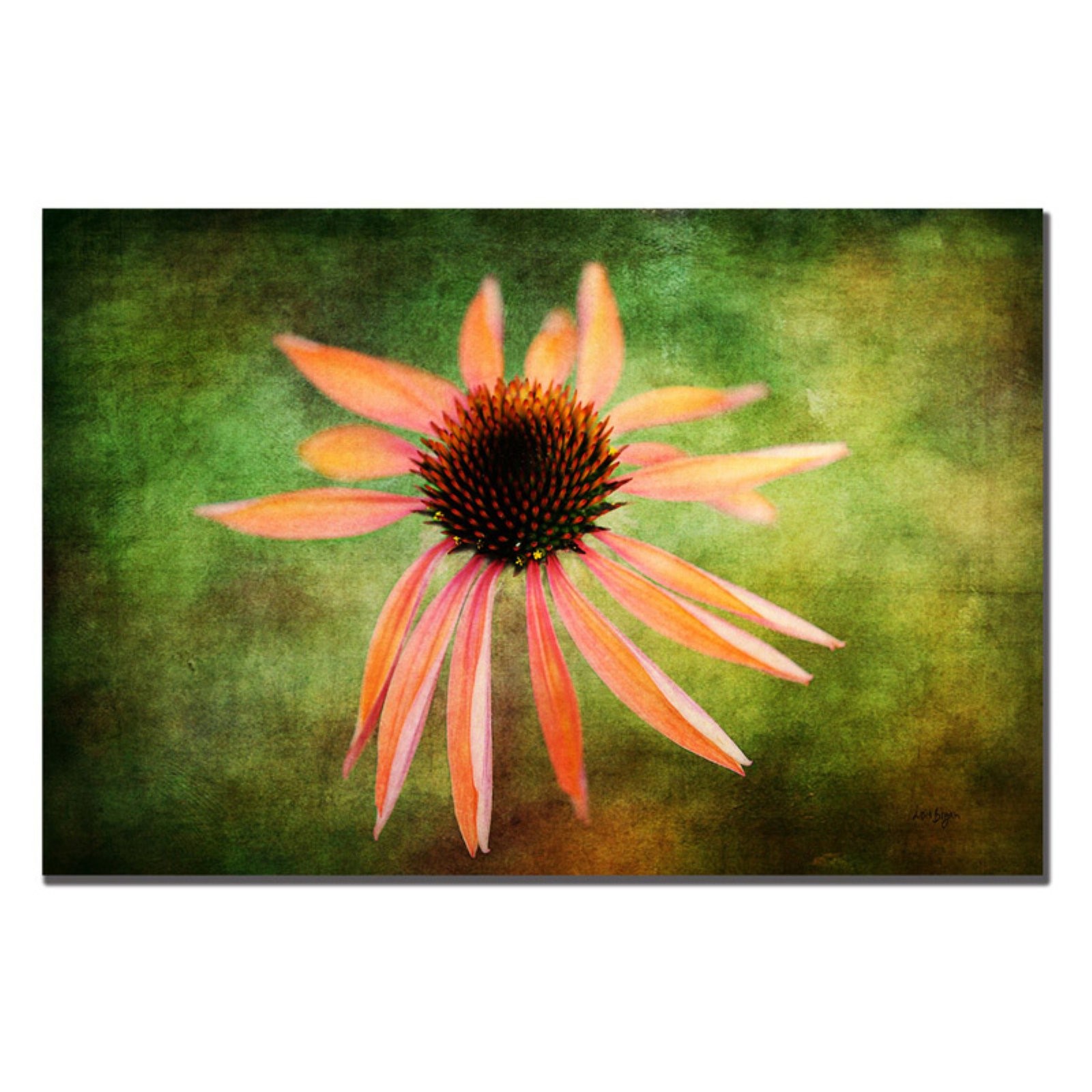 Trademark Fine Art "Textured Golden Coneflower" Canvas Art by Lois Bryan