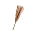 thumbnail image 1 of 15Pcs Natural Dried Pampas Grass Reed Flowers Home Wedding Used in Decor Gift, 1 of 8