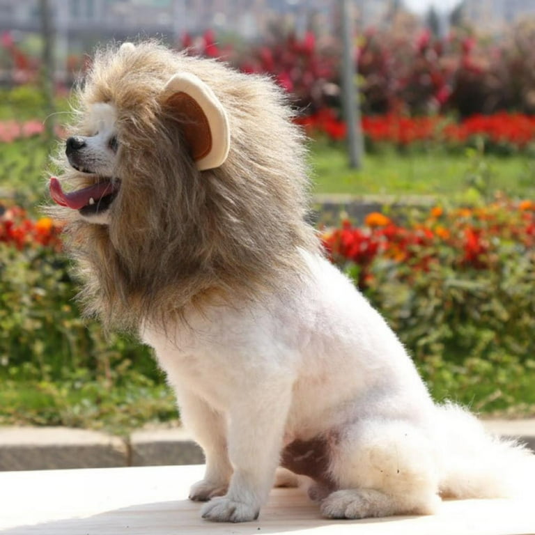 Dog 2024 lion costume