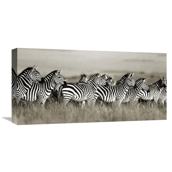 Frank Krahmer 'Grant's zebra, Masai Mara, Kenya' Canvas Wall Art