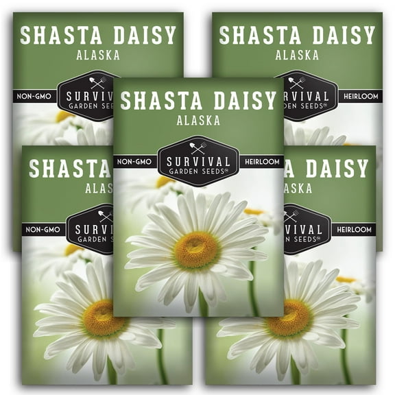 Shasta Daisy Seeds - 5 pack - Non-GMO Heirloom Full Sun Perennial Flower