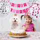 thumbnail image 5 of juego de collar de suministros para mascotas, juego de vestido de princesa, juego de corona para perro. MFZFUKR CPB-DE-LYY2049, 5 of 5