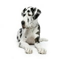 thumbnail image 2 of Great Dane Wall Decal by Wallmonkeys Peel and Stick Graphic (24 in H x 16 in W) WM149671, 2 of 4