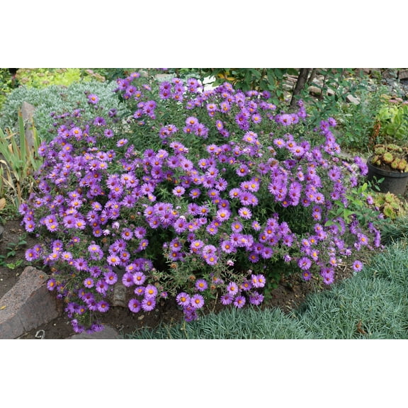 Seedville 100 Purple England Aster Flower Seed, Attracts Birds, Bees, Butterflies