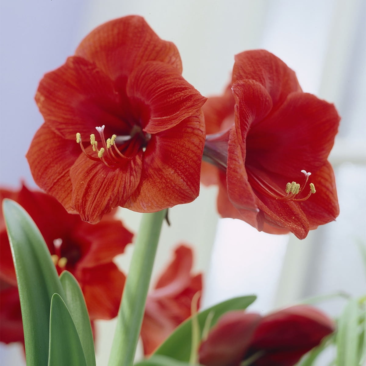 Van Zyverden Amaryllis Kit Sweet Valentine with Artisan Decorative Planter Set of 1 Bulb Red Partial Sun Perennial Easy to Grow 2 lbs