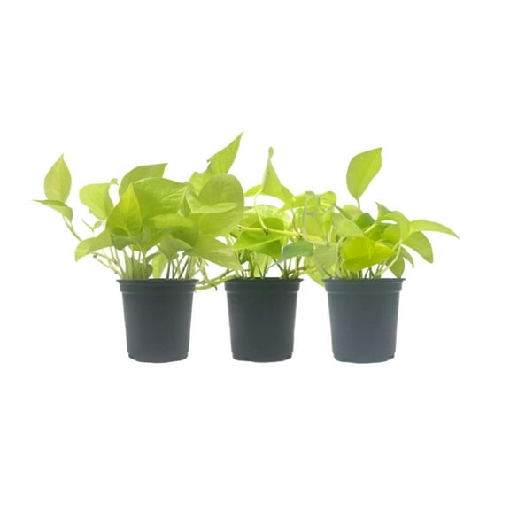 3-PK Live Neon Pothos, Epipremnum aureum 'Neon', Air Purifying Indoor Plant, Low Light Houseplant, Easy Care Plant, 4-inch Pot(s)