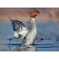 thumbnail image 2 of Fitzharris, Tim 14x12 Gold Ornate Wood Framed with Double Matting Museum Art Print Titled - Common Merganser, 2 of 4