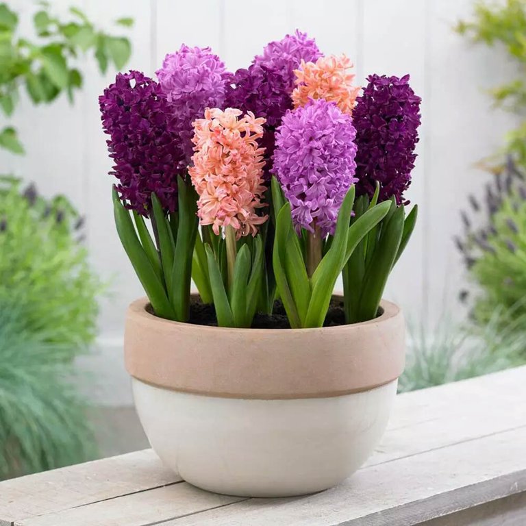 Mixed Color Hyacinth Bean Seeds Plant Flower Seed Bonsai