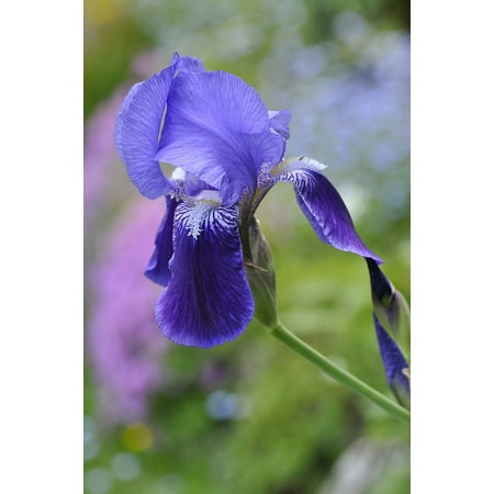 - Peel-n-Stick Poster of Plant Blue Gorgeous Iris Blossom Flower Bloom Poster 24x16 Adhesive Sticker Poster Print