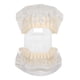 thumbnail image 5 of Simulador de dientes transparente para demostraciones educativas Modelo dental acrílico, 5 of 8