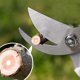 thumbnail image 4 of Garden Pruning Shears Set - 2 Pack, 1 Bypass Pruner+1 Straight Blade Scissors, Sharp Garden Shears for Cutting Flowers, Trimming Plants, Bonsai, Fruit, 4 of 5