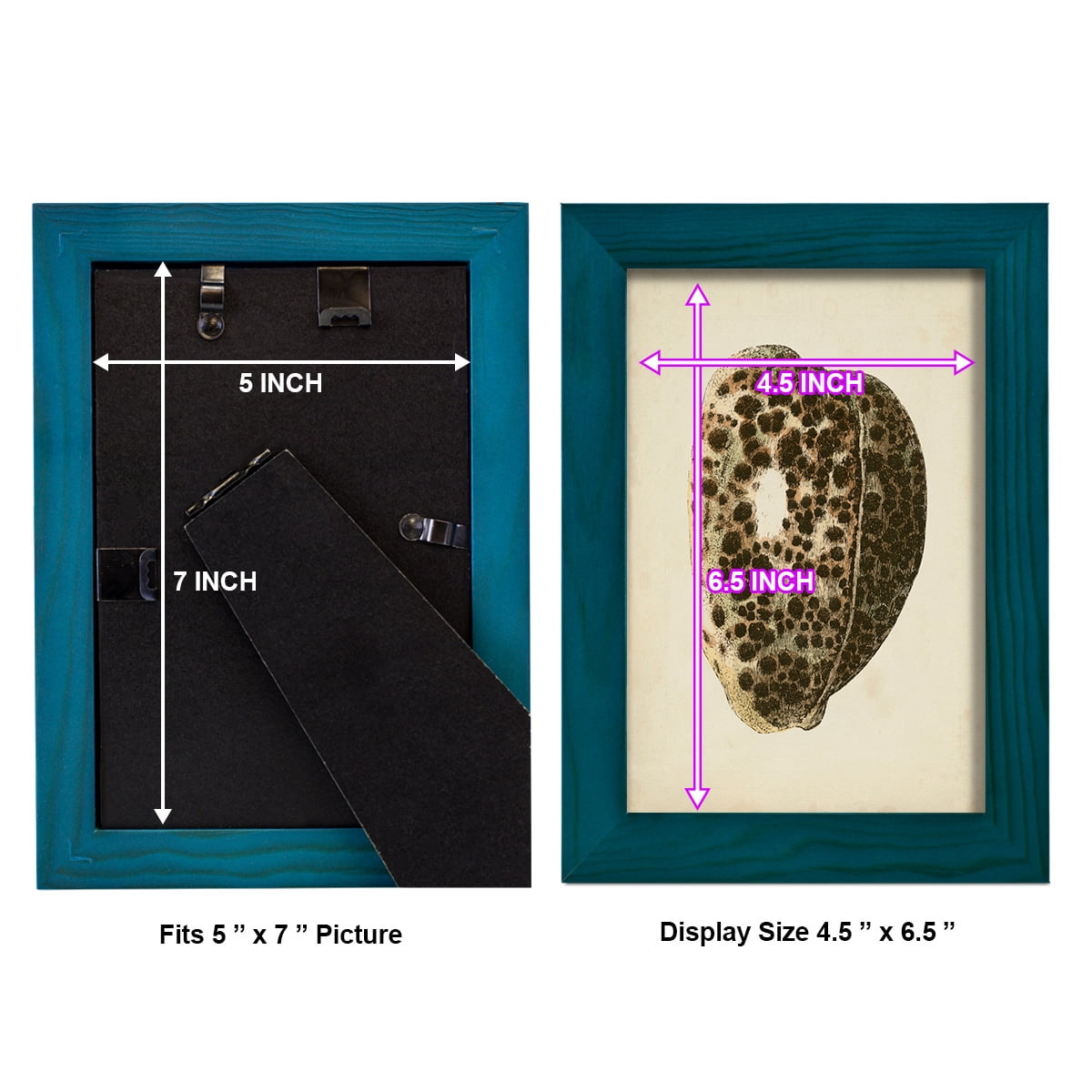 Sealife Collection III - Framed Print w/glass - Ocean Blue