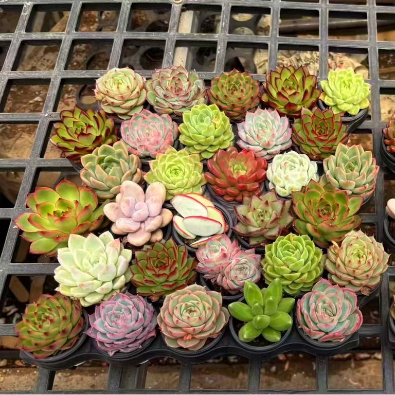 8pcs Assorted Live Succulents Plants with Planters, Starters, Garden Lovers, DIY Projects, Wedding Favors