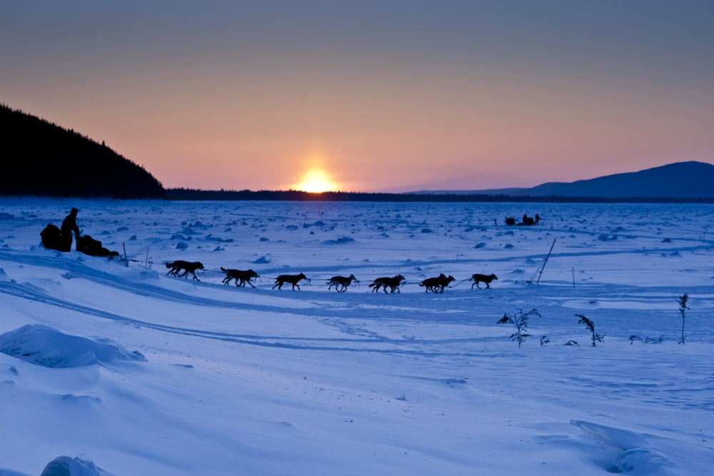 Dallas Seavey Drops Down The Bank Onto The Yukon River Shortly After Leaving The Village Checkpoint Of Ruby At Sunset In Interior Alaska During The 2010 Iditarod Canvas Art - Jeff Schultz Design Pics