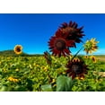 thumbnail image 2 of 25 CHOCOLATE CHERRY SUNFLOWER Helianthus Annuus Red & Brown Flower Seeds, 2 of 10