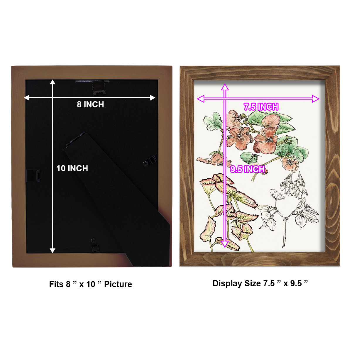 Begonia Study -Framed Print w/glass-Walnut
