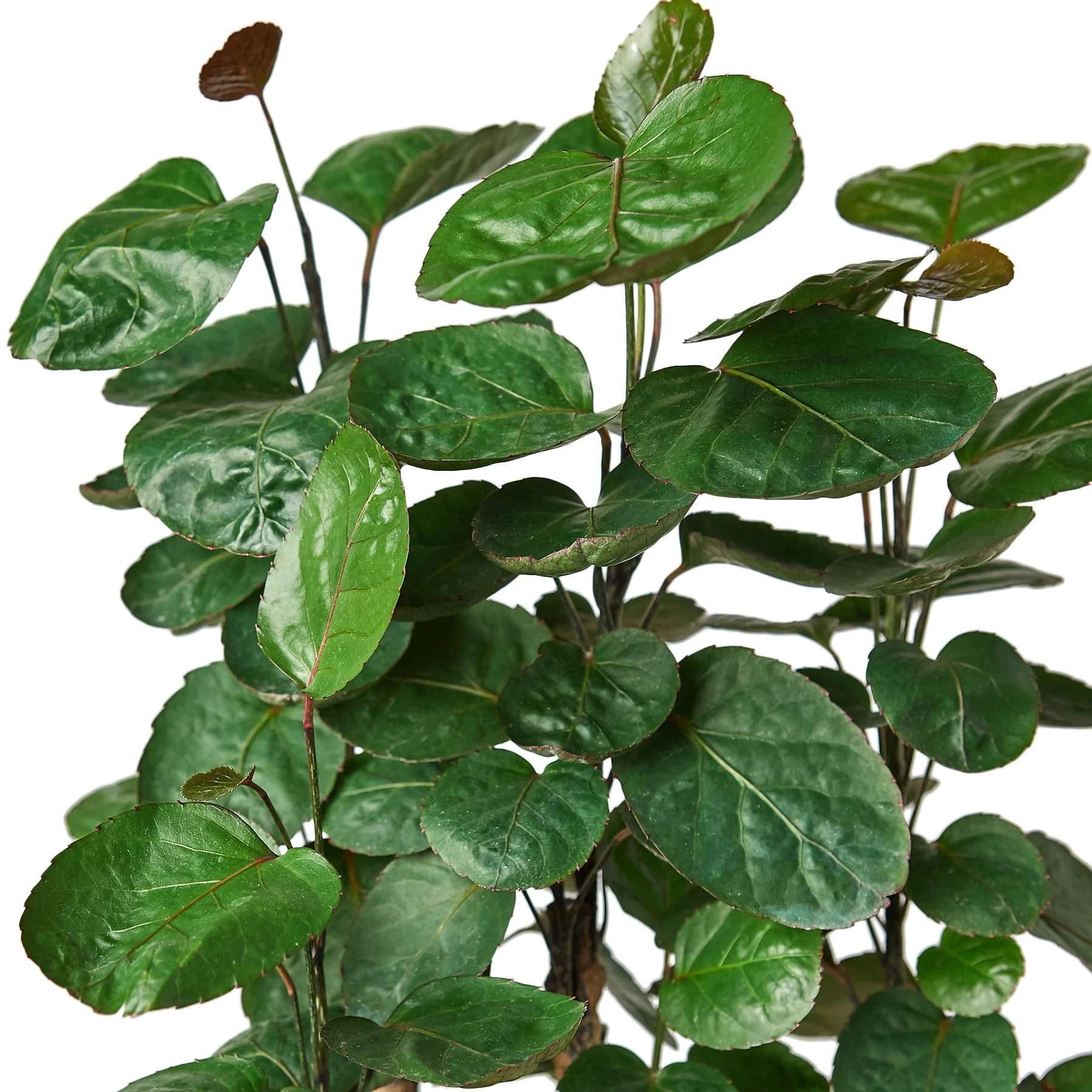 Aralia Fabian Stump Polyscias Scutellaria Live Plant for Indoor | Different Houseplants in 4'' & 6'' Pot | Real House Plant for Living Room, Office, Desk & Bathroom