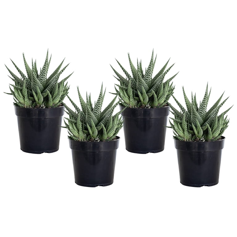 United Nursery 4 Pack of Live Zebra Plant Green and White Succulent Plants in 4in Grower Pots, Size: 4 inch