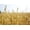 Oats - 8 Oz., variant on Food Plot Seeds for Planting - Grow Food for Deer, Turkey, Elk, Phesants, Quail and Other Wild Game (Big Max Pumpkins - 30 Seeds)