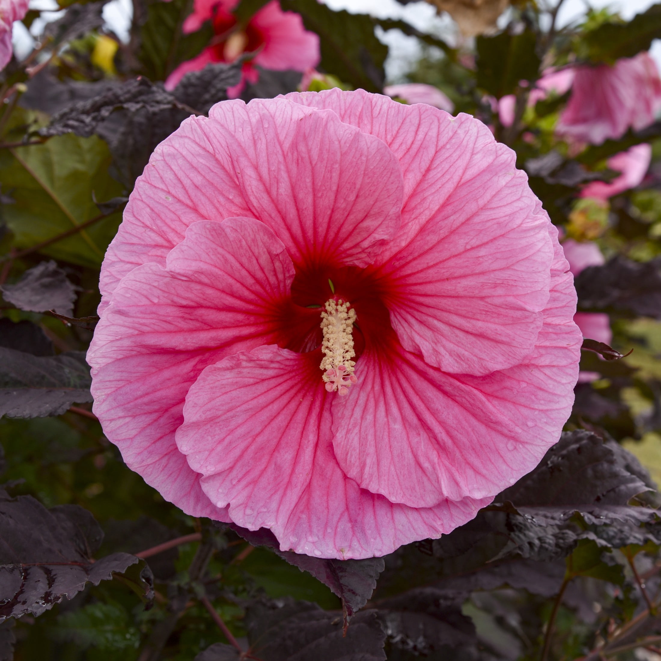 Proven Winners 18" Pink Summerific 'Edge of Night' Rose Mallow Live Plant in 8.88" Pot