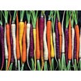 thumbnail image 2 of Ceaco - Ugly Produce - Rainbow Carrot - 550 Piece Jugsaw Puzzle, 2 of 2