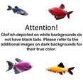 thumbnail image 2 of GloFish&reg; 55G Community Mixed Species 29ct Live Fish Assortment, 2 of 6