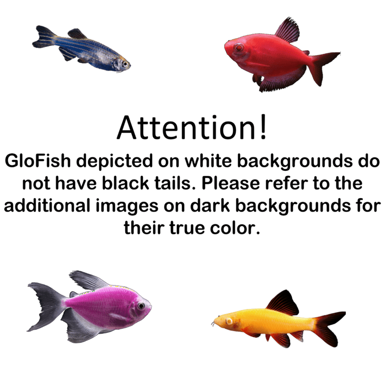  GloFish Live Fish Collections (Tetra Basic) : Pet Supplies