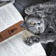 thumbnail image 5 of 4 marcadores de cuero de gato, marcadores de página de cuero genuino, libro de lectura de gato, 2 × 7 pulgadas, texto "NO MIAU, ESTOY LEYENDO", diseño clásico de borla de cuero de vaca, 5 of 9
