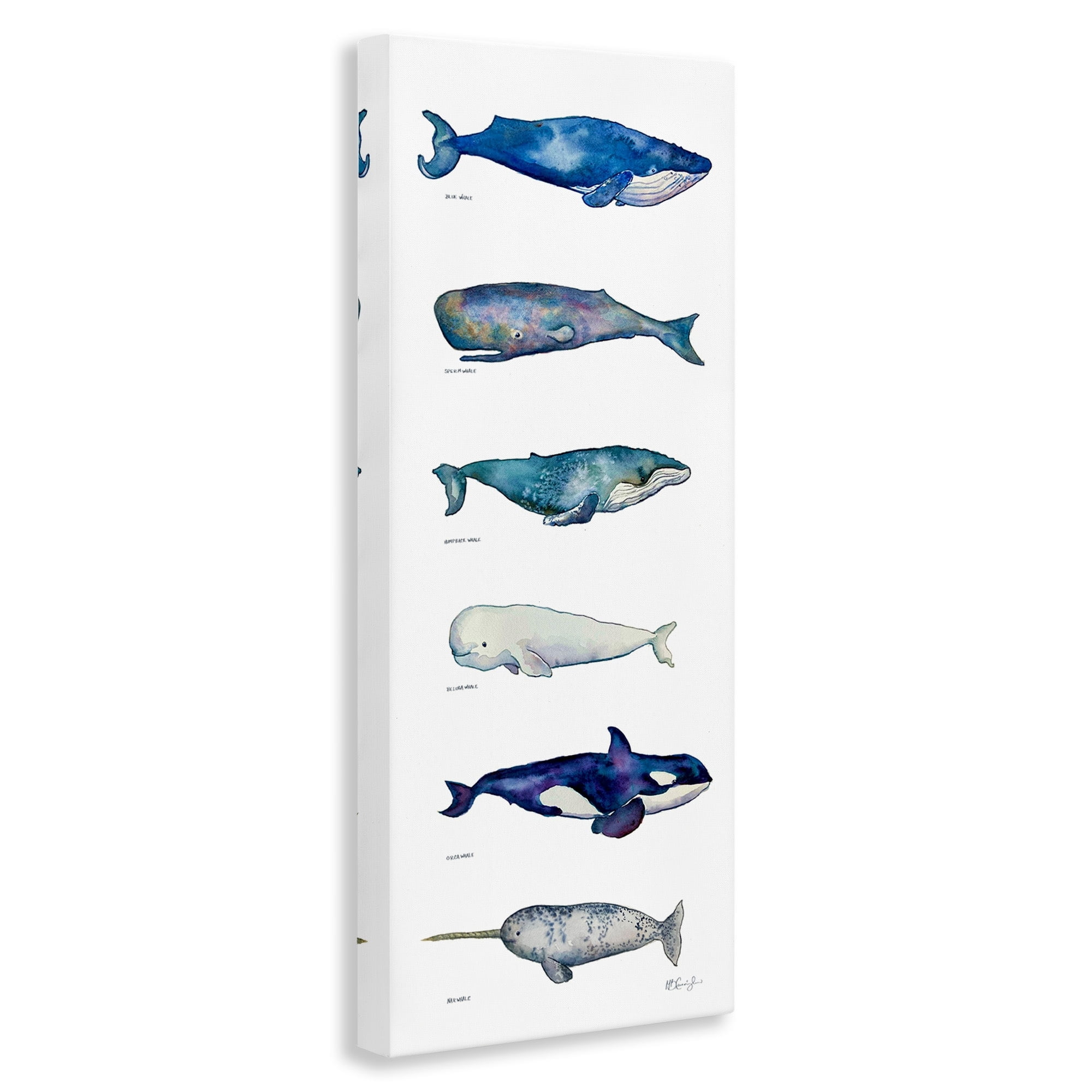 Stupell Industries Maritime Sea Life Ocean Whales Narwhal Chart Diagram , 17 x 40, Design by MB Cunningham