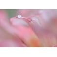 thumbnail image 2 of Mahan, Kathy 24x17 Black Ornate Wood Framed with Double Matting Museum Art Print Titled - Rhododendron Blossom IV, 2 of 4