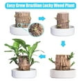 Mini Brazil Wood,Hydroponic Tree Stump Desktop Plants,Brazilian Wood