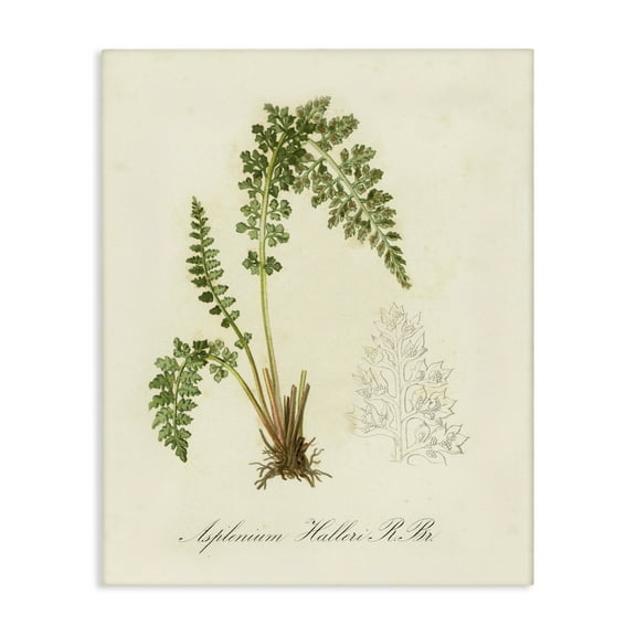 Stupell Industries Scientific Fern Study Plants & Flowers Painting Wrapped Canvas Art Print Wall Art, 16 x 20