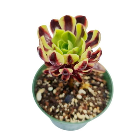 Aeonium 'Superbang' Rare Succulent 4″ Pot – Variegated Rosette