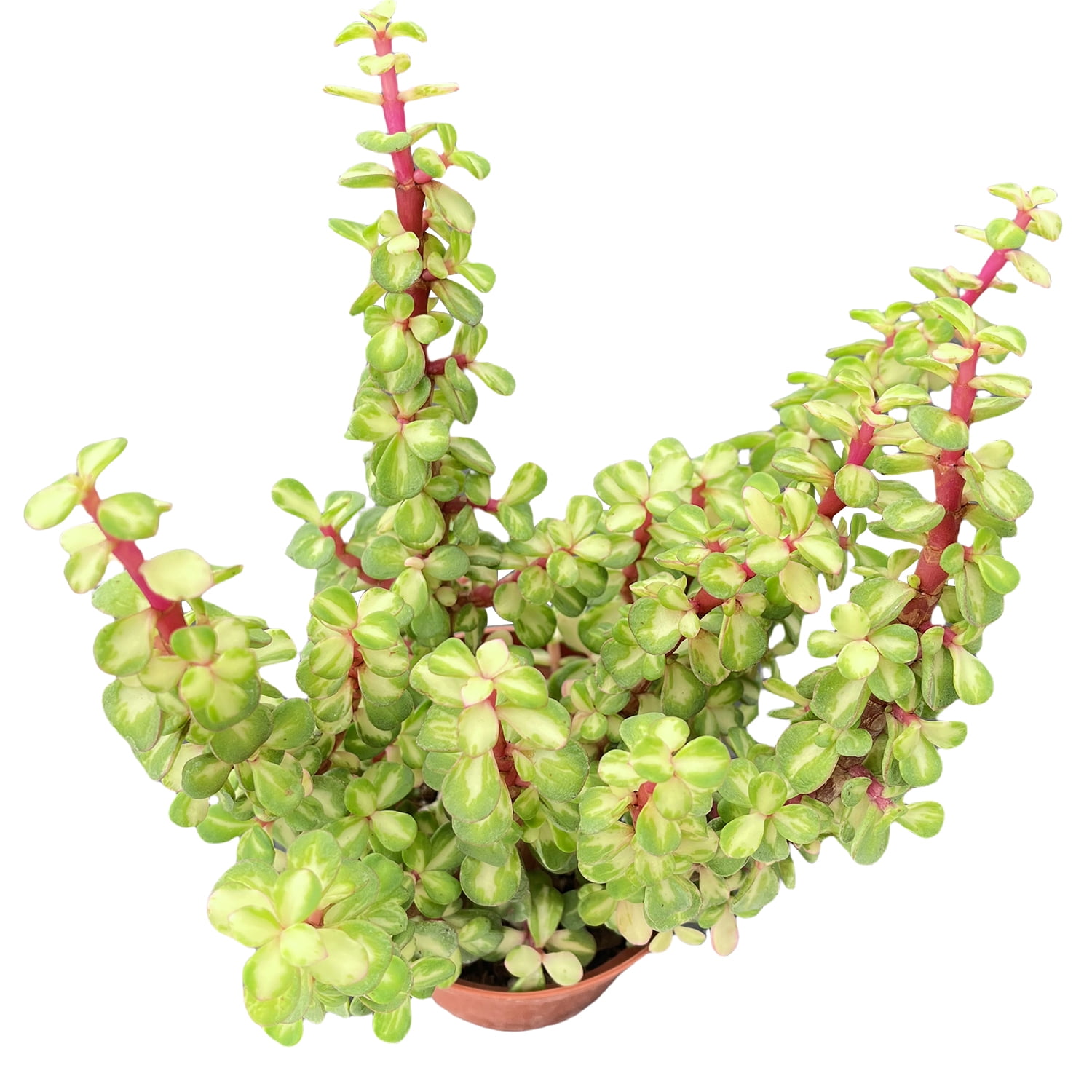 Live Succulent Rainbow Elephant Bush Portulacaria afra 'Variegata' Rare Plant - Easy Care Indoor Houseplant Pet Safe 4" Pot