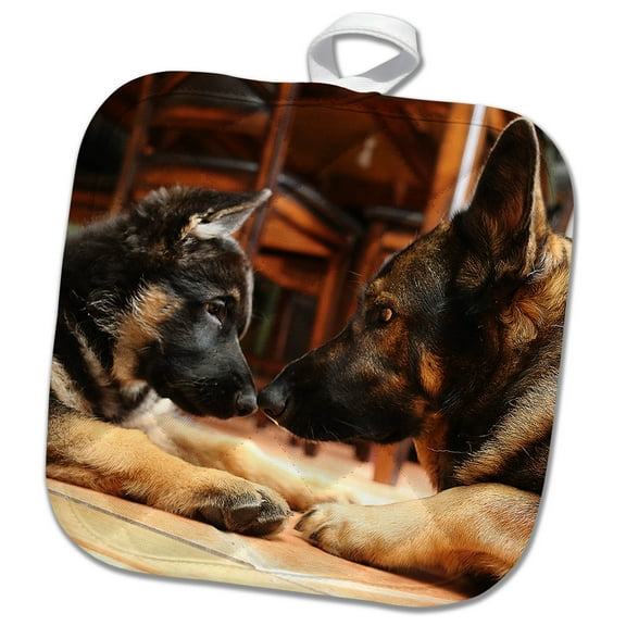 3dRose, Photo of two German Shepherds nose-to-nose figuring each other out., 8x8 Potholder